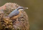 nuthatch_130310l.jpg