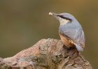 nuthatch_130310m.jpg