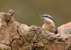 Filename=nuthatch_130310n.jpg
Filesize=233KB
Dimensions=1000x714
Date added=Mar 14, 2010 nuthatch_130310n.jpg