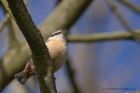 nuthatch_140412a.jpg