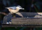 nuthatch_210111a.jpg