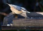 nuthatch_210111b.jpg