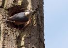 nuthatch_210310b.jpg