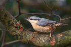 nuthatch_260113a.jpg