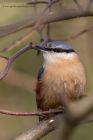 nuthatch_260113e.jpg