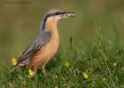 nuthatch_280312a.jpg