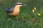 nuthatch_280312b.jpg