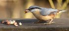 nuthatch_290313b.jpg