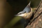 Filename=nuthatch_300313c.jpg
Filesize=300KB
Dimensions=1000x667
Date added=May 19, 2013 nuthatch_300313c.jpg