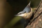 nuthatch_300313c.jpg