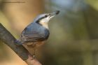 nuthatch_300313e.jpg