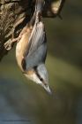 nuthatch_300313f.jpg