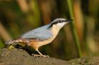 nuthatch_LM_101018c.jpg