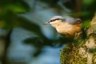 nuthatch_LM_101018d.jpg