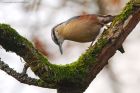 Filename=nuthatch_LM_131119a.jpg
Filesize=469KB
Dimensions=1200x800
Date added=Apr 02, 2021 nuthatch_LM_131119a.jpg