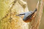 nuthatch_LM_221118a.jpg