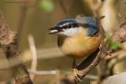 nuthatch_SP_010320a.jpg