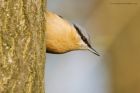 nuthatch_SP_140219a.jpg