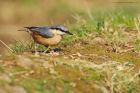 Filename=nuthatch_sizergh_080322a.jpg
Filesize=864KB
Dimensions=1300x867
Date added=Aug 22, 2024 nuthatch_sizergh_080322a.jpg