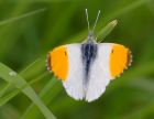 orangeTip_100508a.jpg