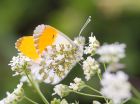 orangeTip_100508c.jpg