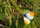 orangeTip_130509a.jpg