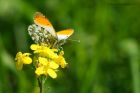 orangeTip_230515a.jpg