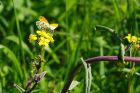 orangeTip_230515b.jpg