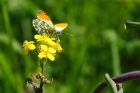 Filename=orangeTip_230515c.jpg
Filesize=268KB
Dimensions=1200x800
Date added=Sep 21, 2015 orangeTip_230515c.jpg