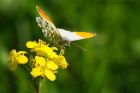 orangeTip_230515d.jpg