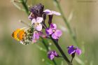 orangeTip_gdn_100618a.jpg