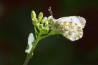 orangeTip_gdn_240421a.jpg