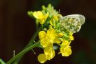 orangeTip_gdn_240421b.jpg