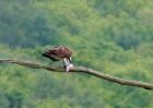 osprey_160508d.jpg