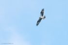 osprey_HB_280723a.jpg