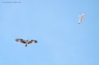 Filename=osprey_gdn_050520b.jpg
Filesize=406KB
Dimensions=1200x800
Date added=Apr 02, 2021 osprey_gdn_050520b.jpg