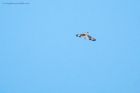 osprey_gdn_160420b.jpg