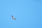 Filename=osprey_gdn_160420c.jpg
Filesize=397KB
Dimensions=1200x800
Date added=Apr 02, 2021 osprey_gdn_160420c.jpg