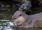 otter_200909a.jpg