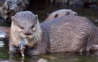 otter_200909b.jpg