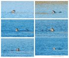 Filename=otter_LM_08012019.jpg
Filesize=794KB
Dimensions=1319x1106
Date added=Mar 04, 2021 otter_LM_08012019.jpg