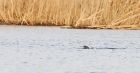 otter_MM_140119a.jpg