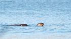 otter_MM_151219b.jpg