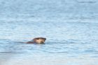 otter_MM_151219d.jpg