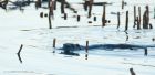 Filename=otter_MM_161218c.jpg
Filesize=534KB
Dimensions=1200x585
Date added=Dec 17, 2018 otter_MM_161218c.jpg