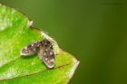 Filename=owlMidge_310514a.jpg
Filesize=231KB
Dimensions=1200x800
Date added=Aug 17, 2014 owlMidge_310514a.jpg
