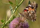 paintedLady_080809a.jpg