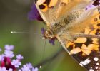 paintedLady_090909a.jpg