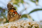 Filename=paintedLady_160816a.jpg
Filesize=366KB
Dimensions=1200x800
Date added=Feb 01, 2018 paintedLady_160816a.jpg