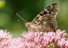 Filename=paintedLady_260709e.jpg
Filesize=223KB
Dimensions=900x643
Date added=Jul 27, 2009 paintedLady_260709e.jpg